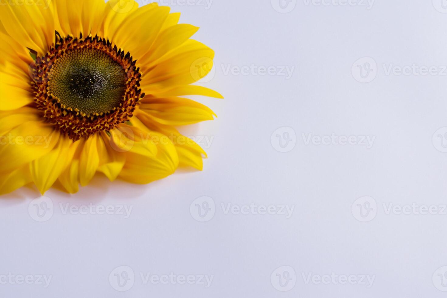 The Radiant Beauty of a Sunflower on a Pristine White Background Captures the Essence of Nature's Joyful Splendor Highlighting the Vibrant Yellow Petals and Contrasting Dark Center photo