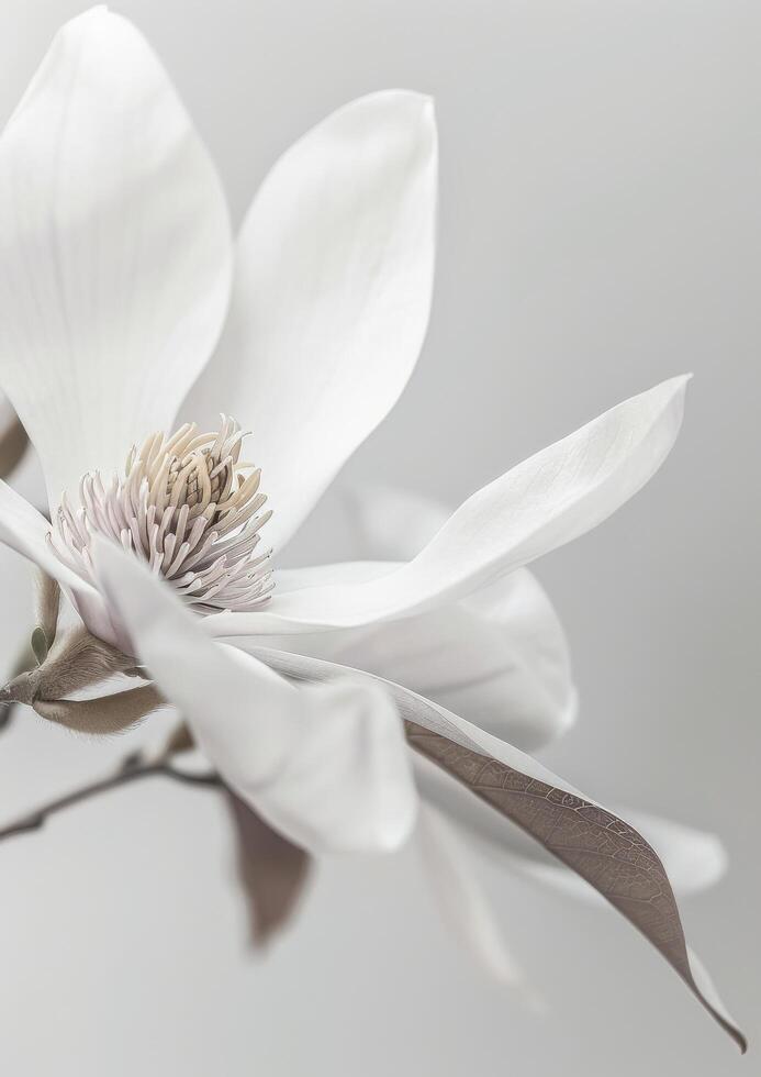 Close-Up of a White Flower on Gray Background photo