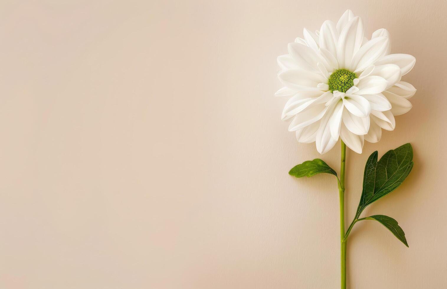 Single White Flower With Green Stem photo
