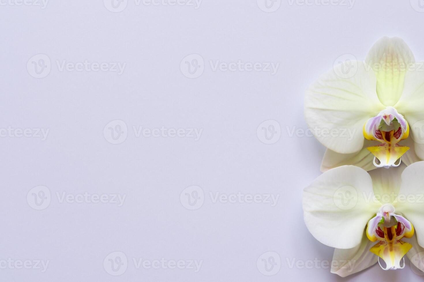Ethereal Elegance Mockup of Beautiful White Orchid on Blank Paper, Ideal for Creative Projects and Artistic Presentations, Highlighting Natural Beauty and Grace photo