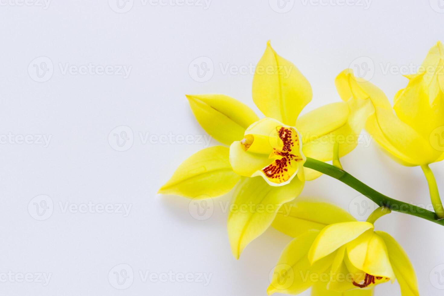 Radiant Splendor Mockup of Beautiful Yellow Orchid on Blank Paper, Perfect for Creative Projects and Artistic Presentations, Illuminating Natural Beauty and Grace photo