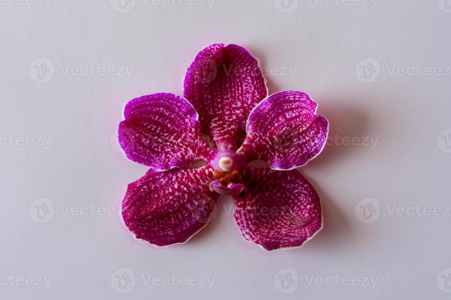 The mockup of a beautiful red orchid on blank paper showcases an elegant floral design, perfect for creative projects photo