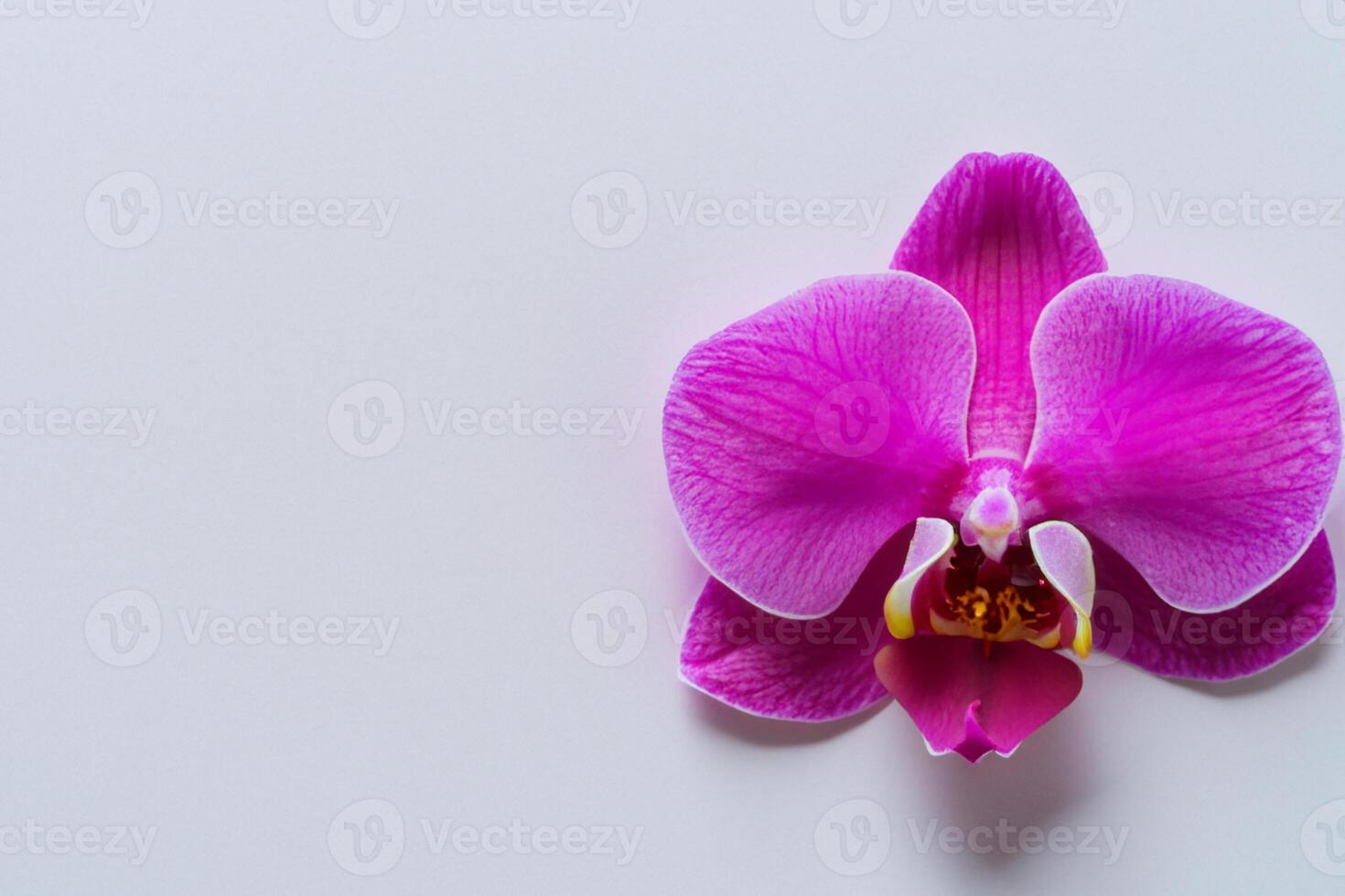 The mockup of a beautiful pink orchid on blank paper showcases a delicate and elegant floral design. photo