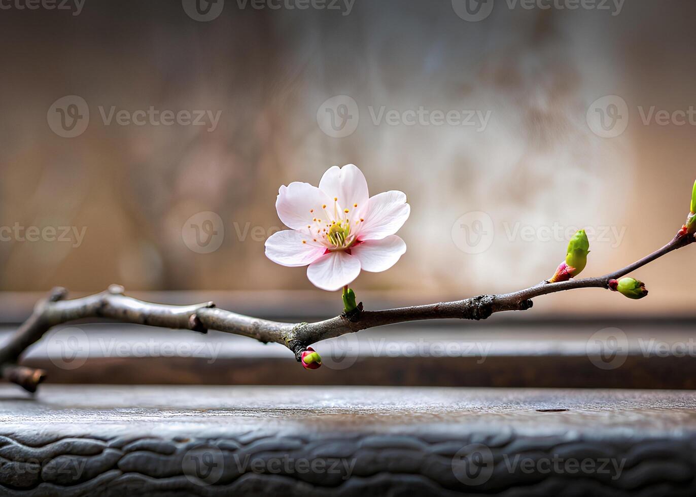 A single Tung Blossom in a minimalist setting, emphasizing its intricate details and beauty photo