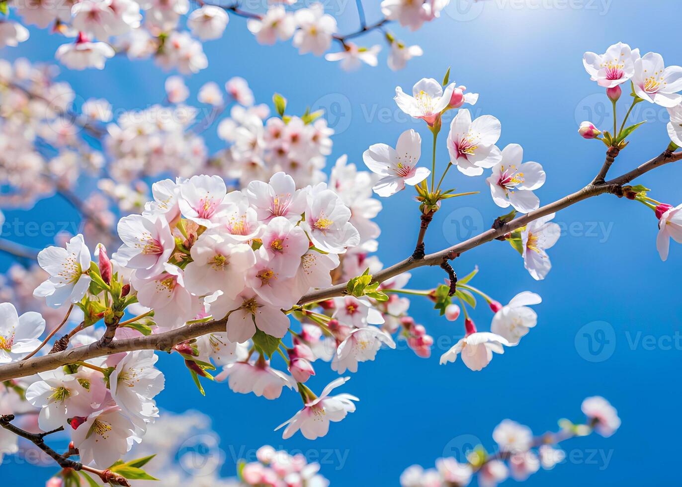 Tung Blossom branches swaying in a gentle breeze against a clear blue sky photo