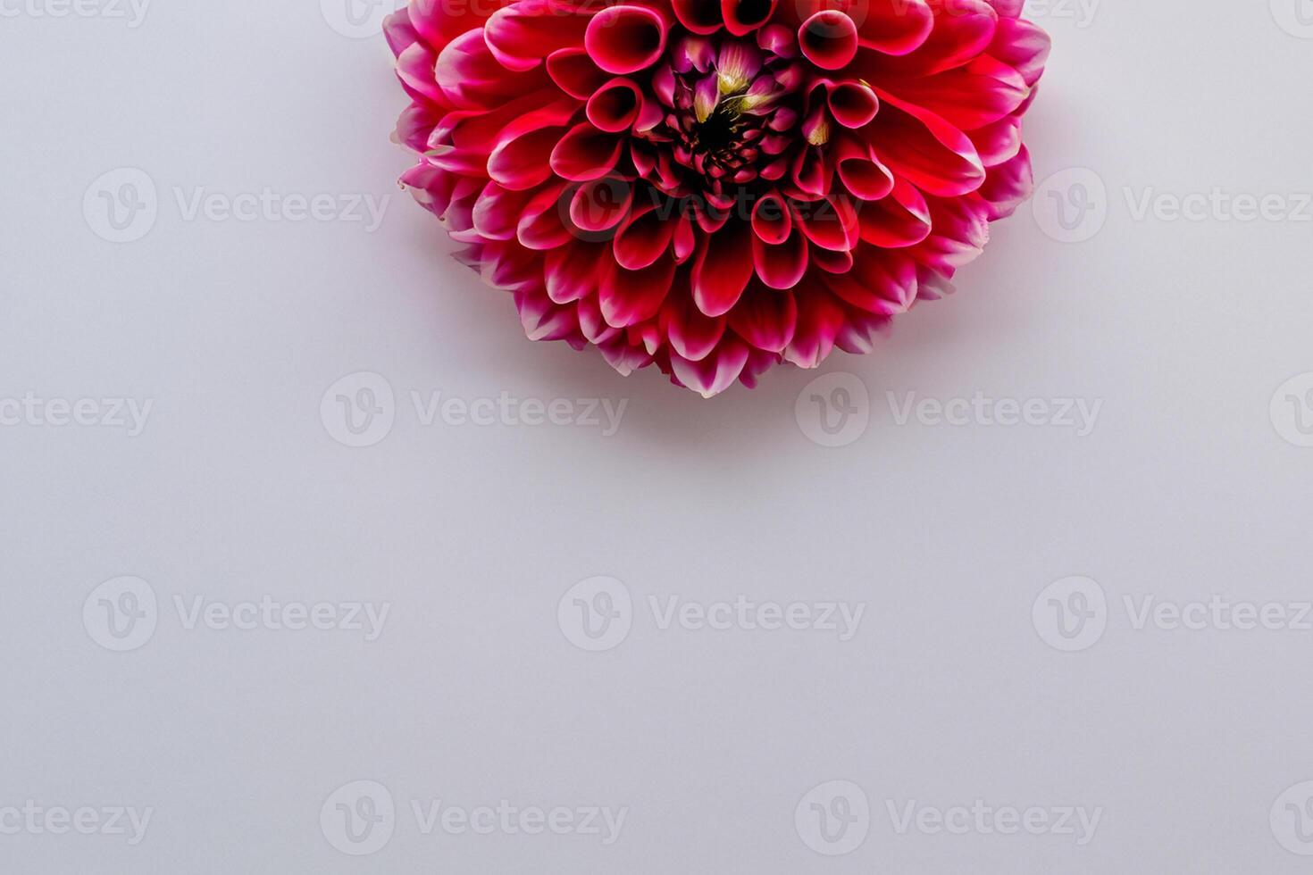 Beautiful Red Flower on White Background Mockup Capturing the Timeless Elegance of Floral Simplicity photo