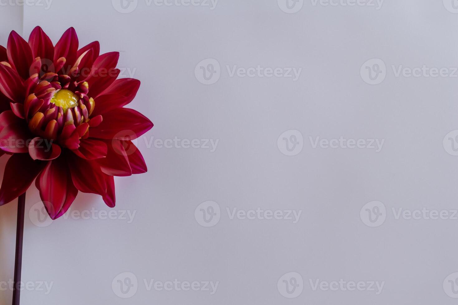 Beautiful Red Flower on White Background Mockup Capturing the Timeless Elegance of Floral Simplicity photo