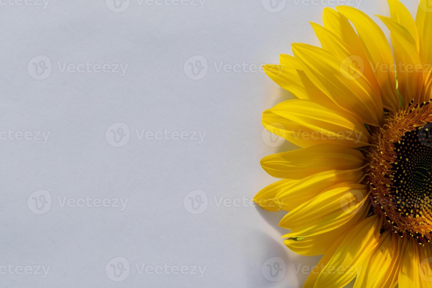 The Radiant Beauty of a Sunflower on a Pristine White Background Captures the Essence of Nature's Joyful Splendor Highlighting the Vibrant Yellow Petals and Contrasting Dark Center photo