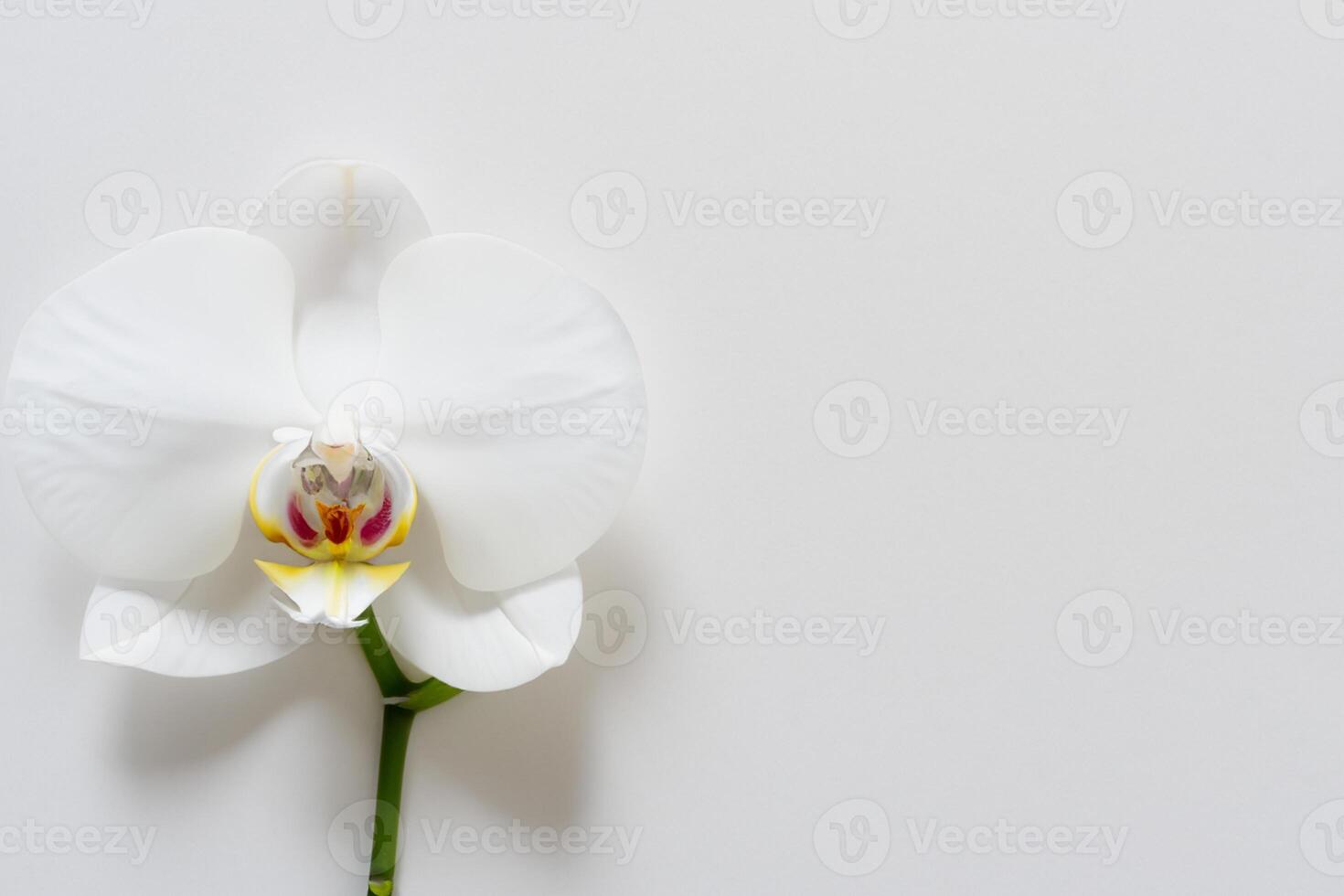 Ethereal Elegance Mockup of Beautiful White Orchid on Blank Paper, Ideal for Creative Projects and Artistic Presentations, Highlighting Natural Beauty and Grace photo