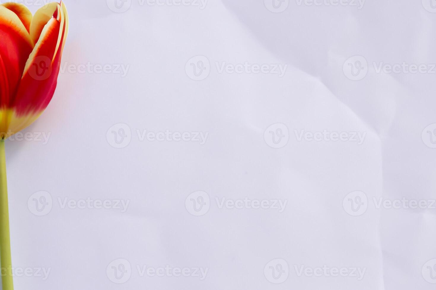Beautiful Red Tulip Beauty on Blank Paper, Capturing Timeless Elegance and Vibrant Charm, Perfect for Artistic Presentations and Creative Projects photo