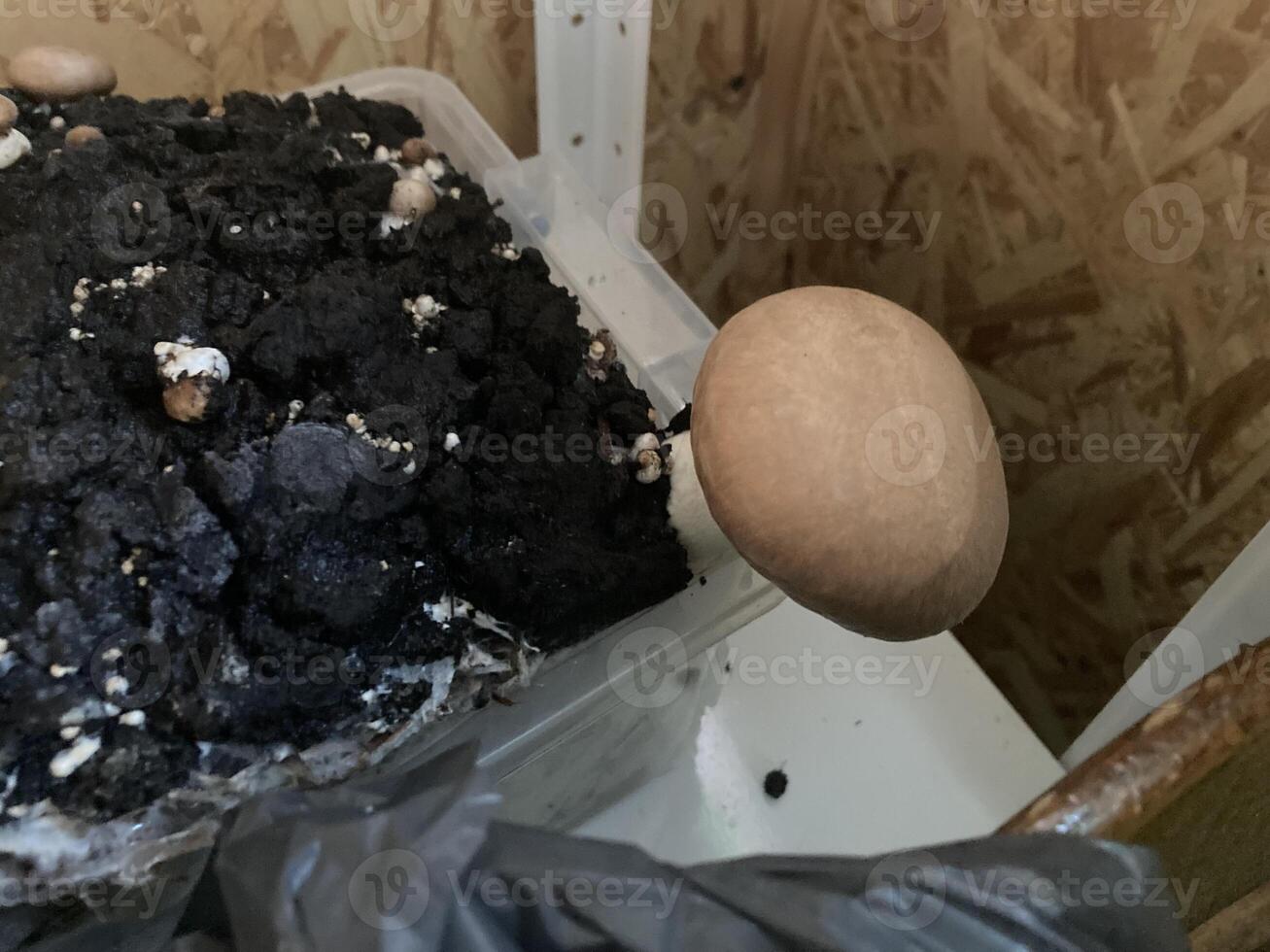 Home grown champignon mushrooms photo