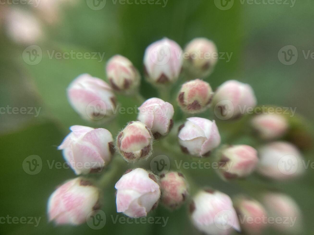 Spring flowers bloomed in the garden photo