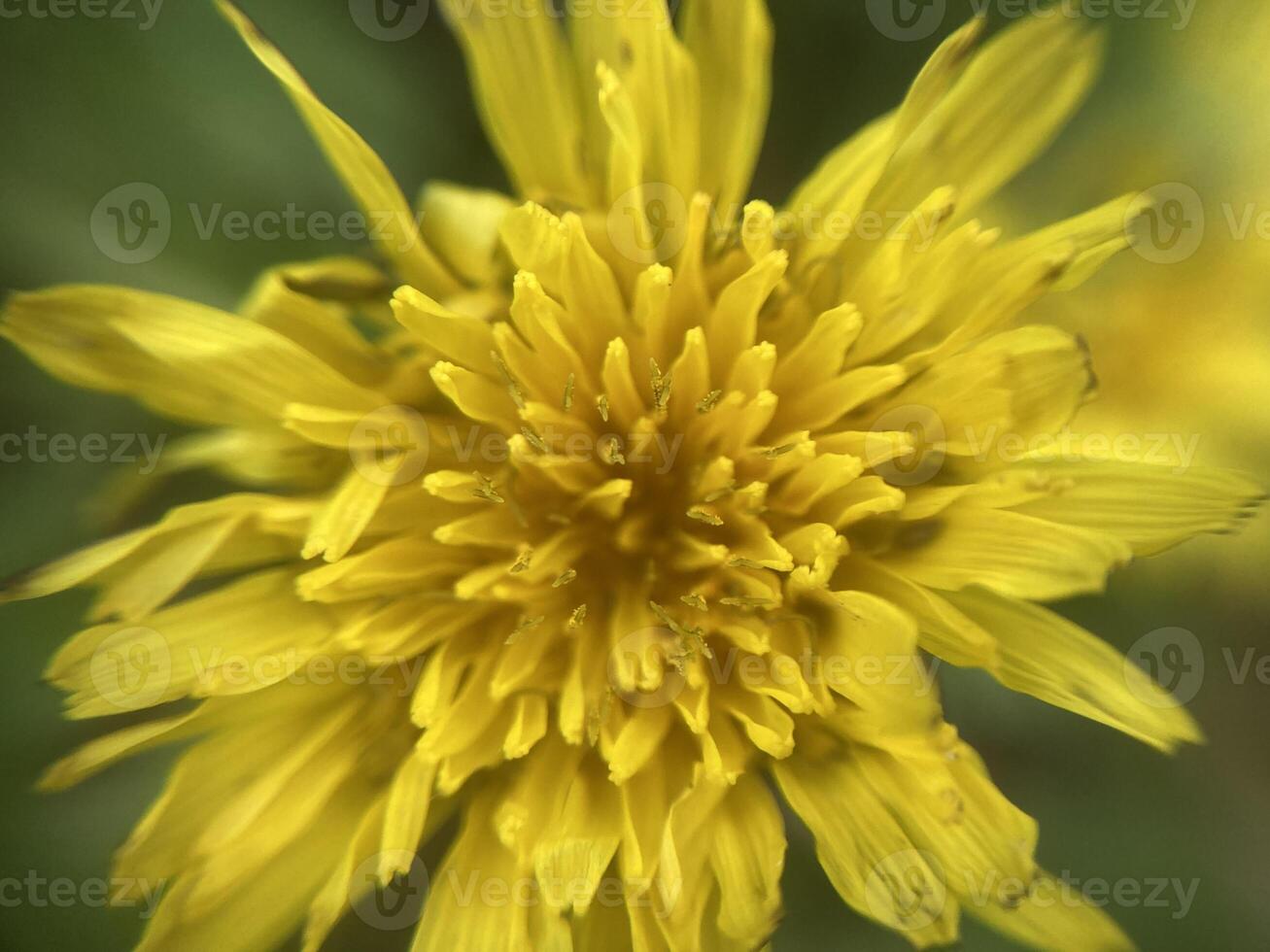 Spring flowers bloomed in the garden photo