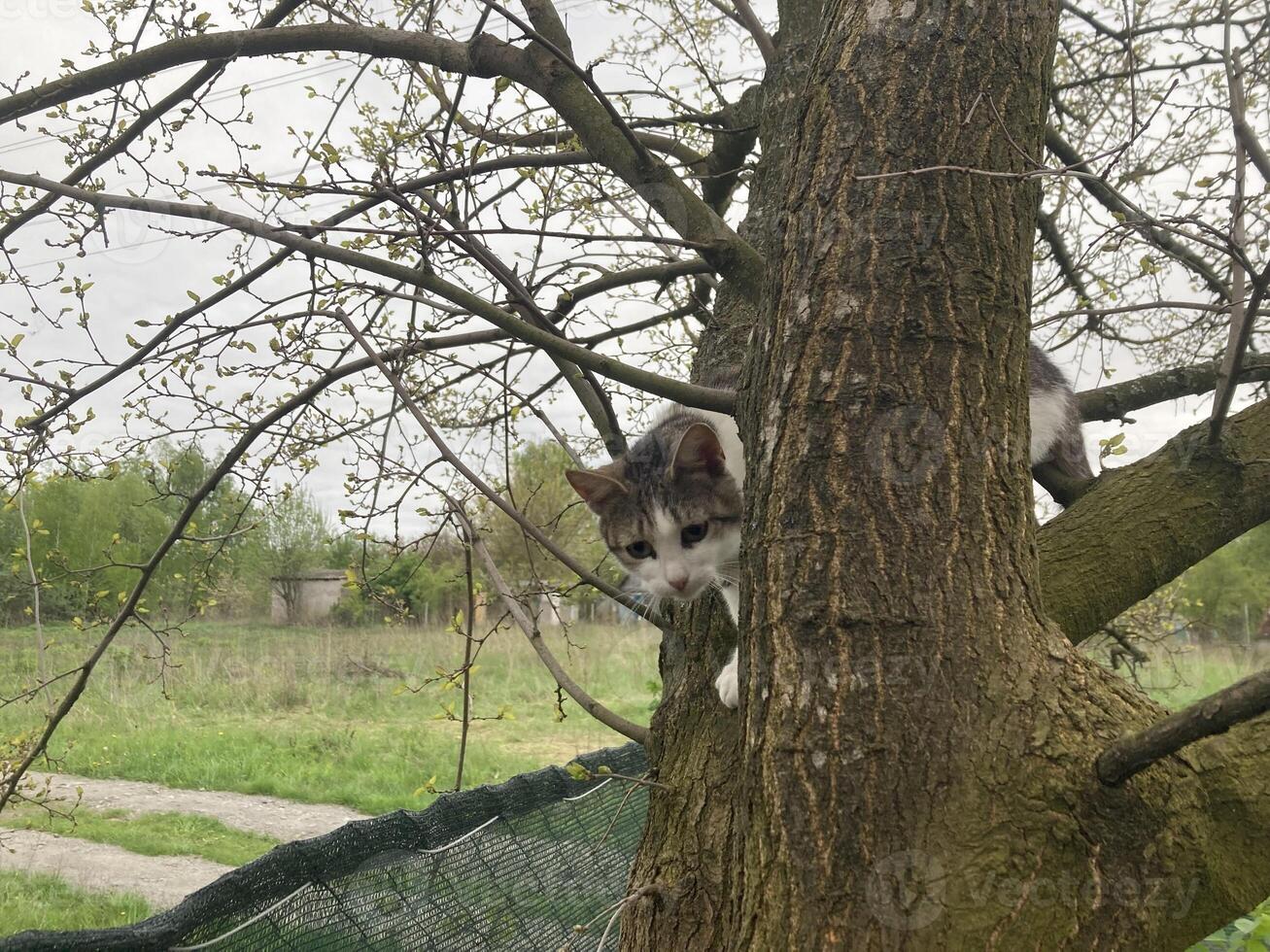 Cat climbs a tree while playing photo