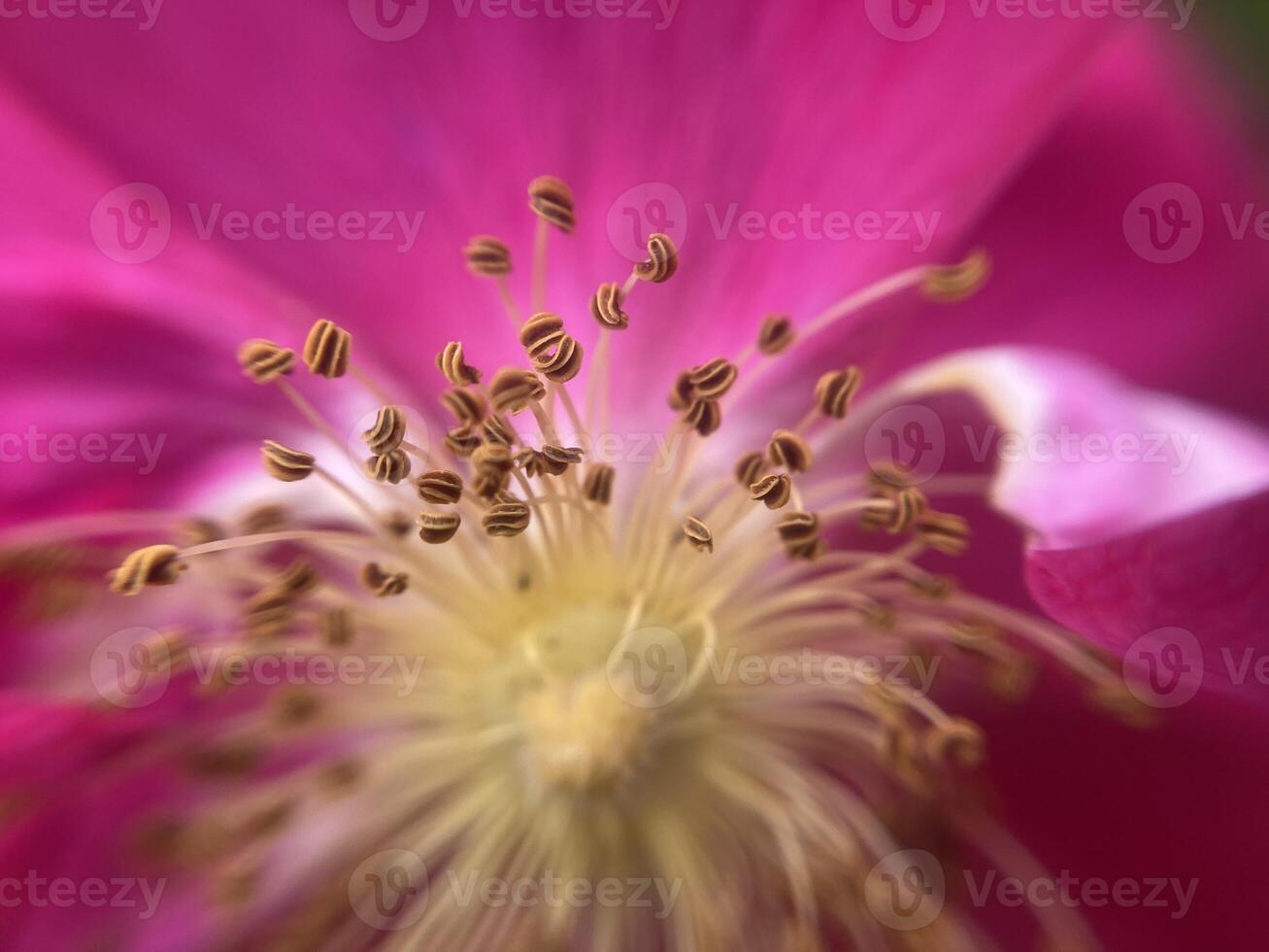 Summer flowers have bloomed in the garden photo