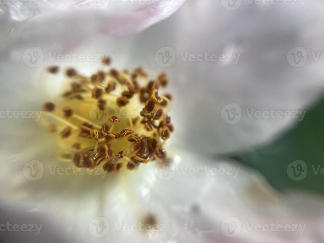 Summer flowers have bloomed in the garden photo