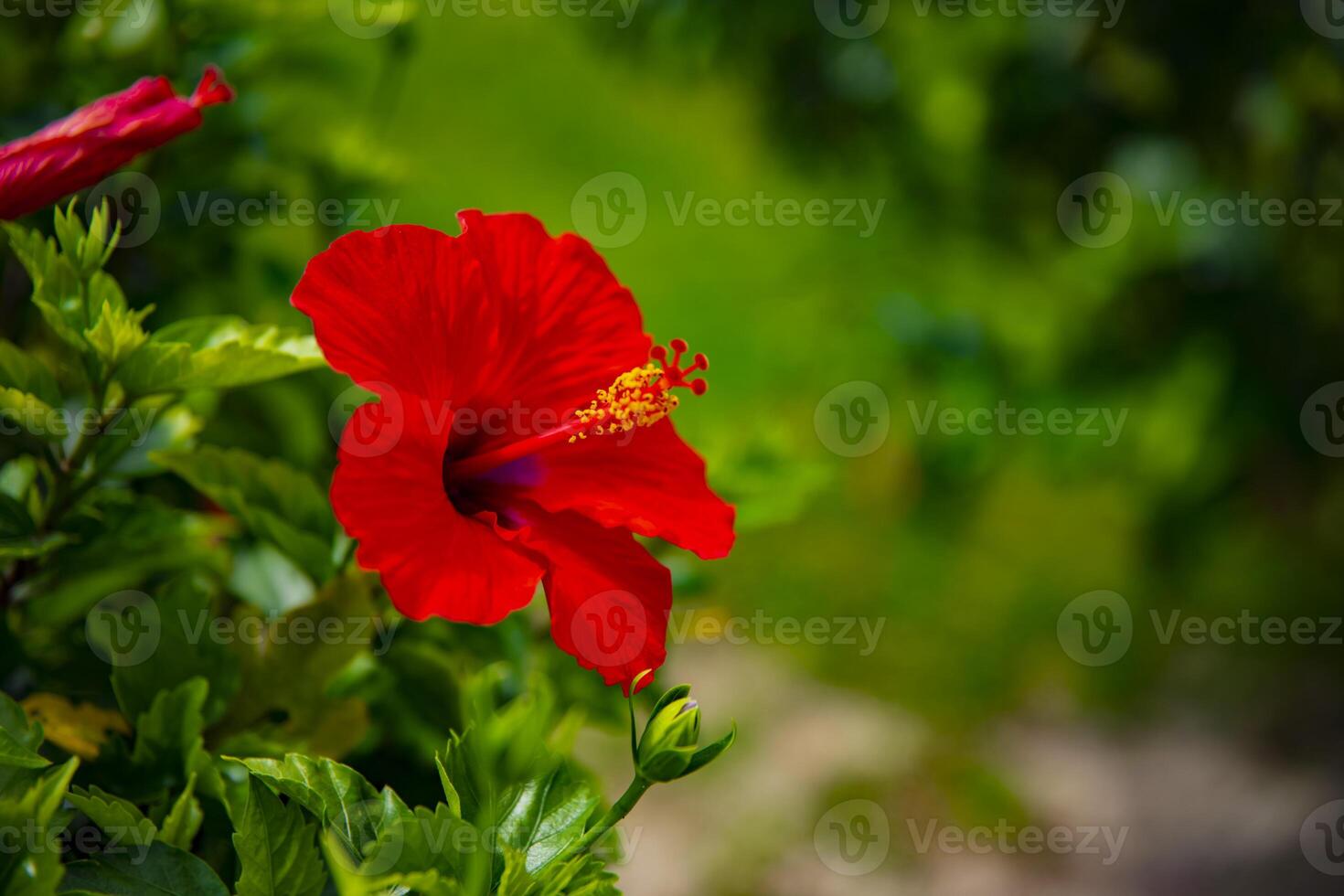 Hibiscus at Ohama beach in Amami oshima Kagoshima photo