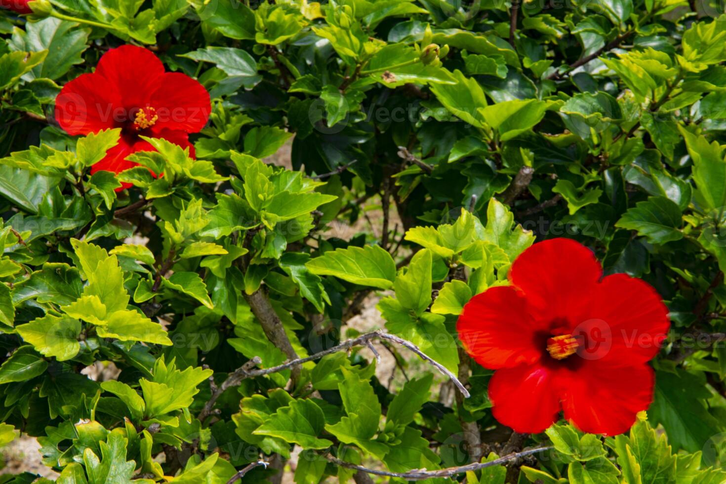 Hibiscus at Ohama beach in Amami oshima Kagoshima photo