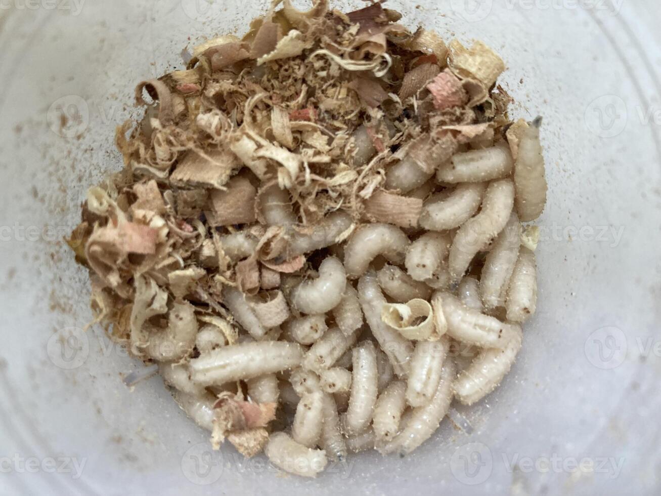 Live maggots food for fishing photo