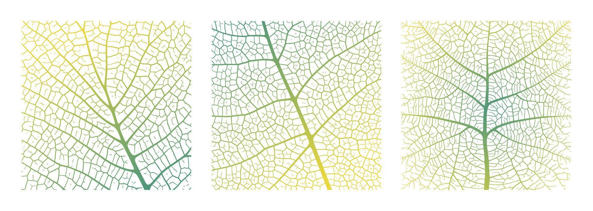 Leaf vein texture abstract background with close up plant leaf cells ornament texture pattern. vector
