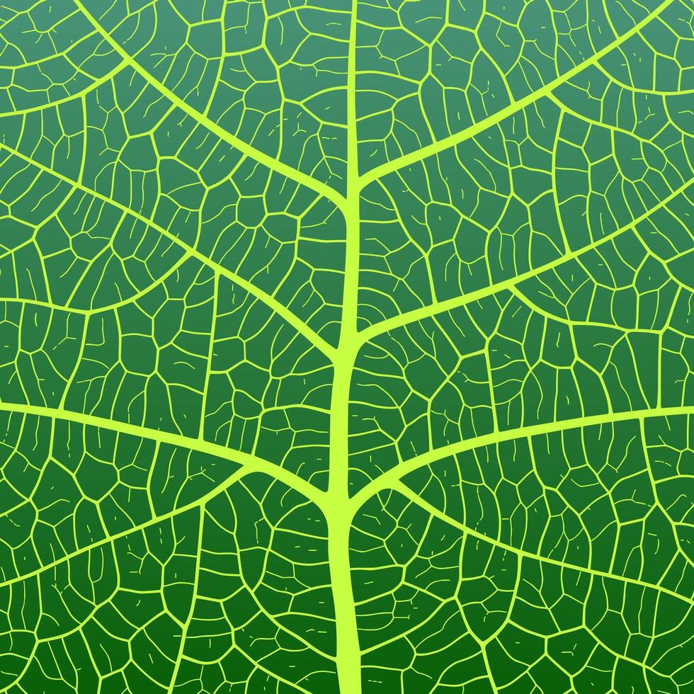 Leaf vein texture abstract background with close up plant leaf cells ornament texture pattern. vector