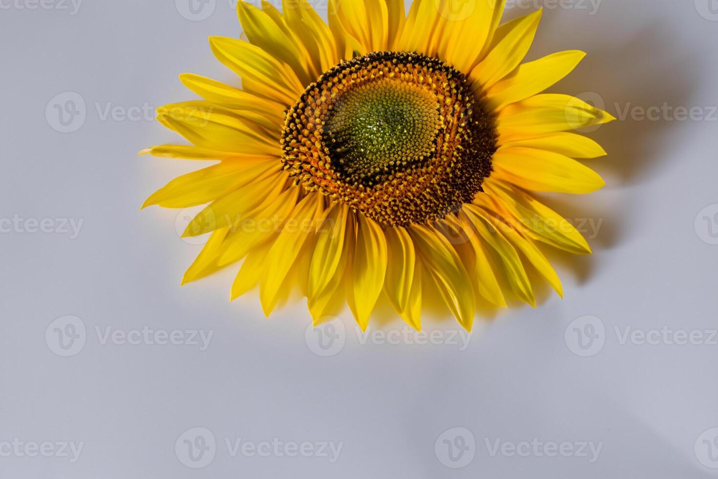 The Radiant Beauty of a Sunflower on a Pristine White Background Captures the Essence of Nature's Joyful Splendor Highlighting the Vibrant Yellow Petals and Contrasting Dark Center photo