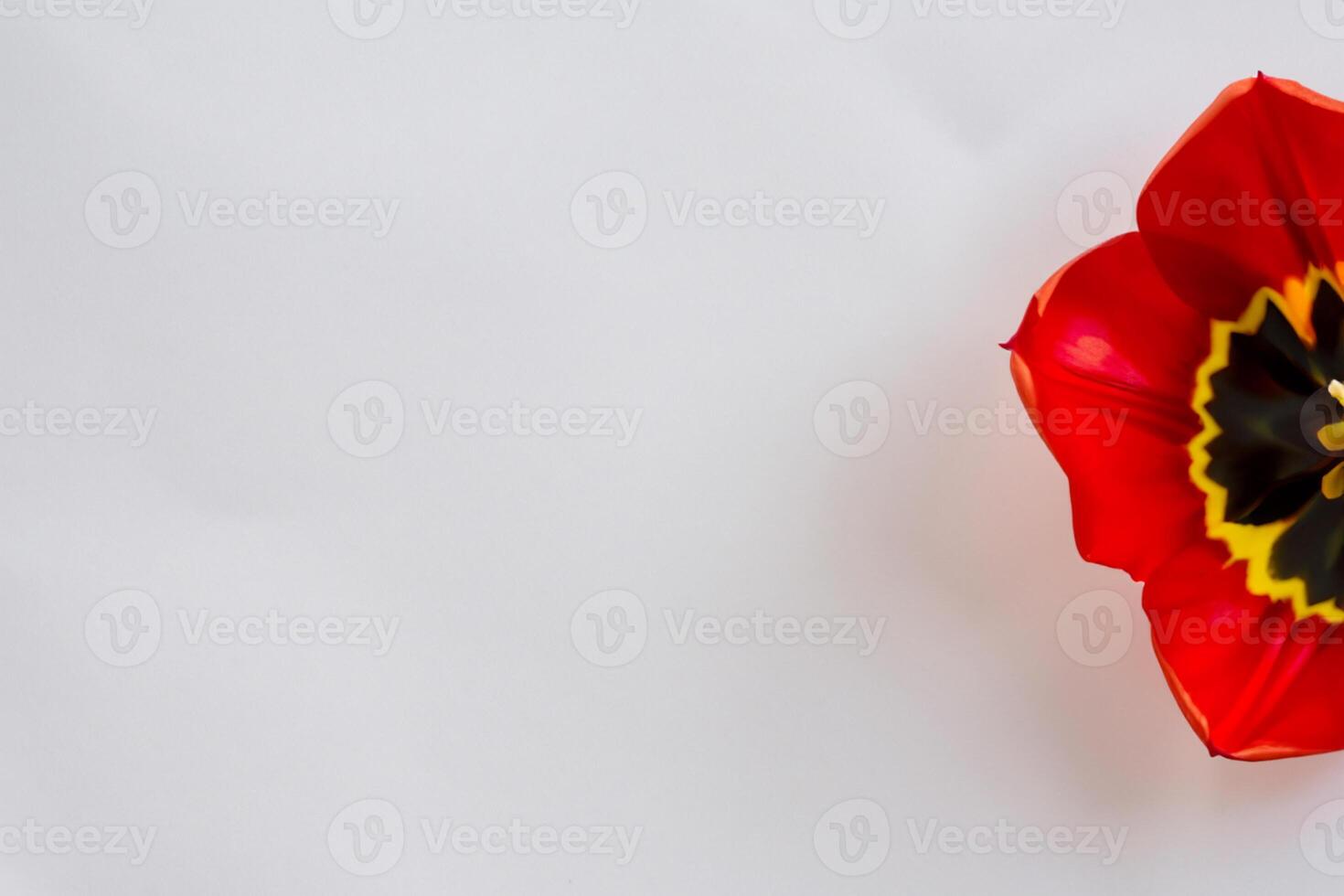 Beautiful Red Tulip Beauty on Blank Paper, Capturing Timeless Elegance and Vibrant Charm, Perfect for Artistic Presentations and Creative Projects photo