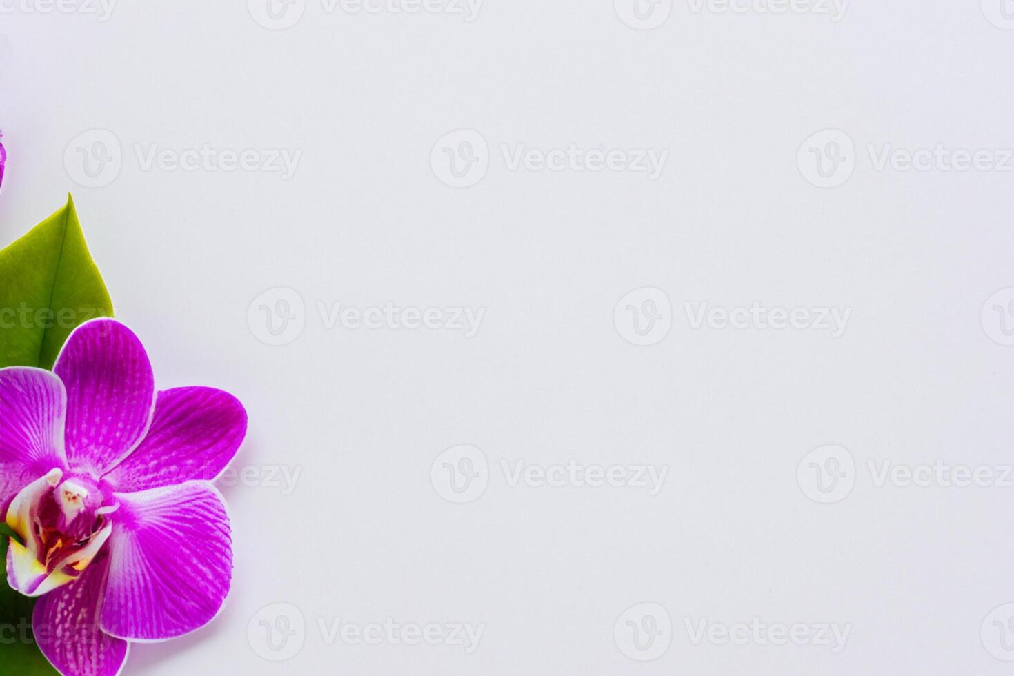 The mockup of a beautiful pink orchid on blank paper showcases a delicate and elegant floral design. photo