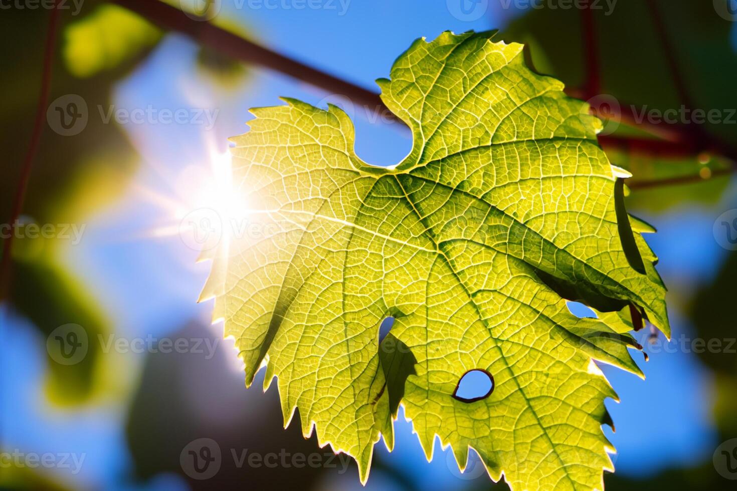Morning Bliss A Beautiful Heart Warmed by Cheerful Sunshine, Captured in Stunning Photos of Sunlight Dancing Through Leaves