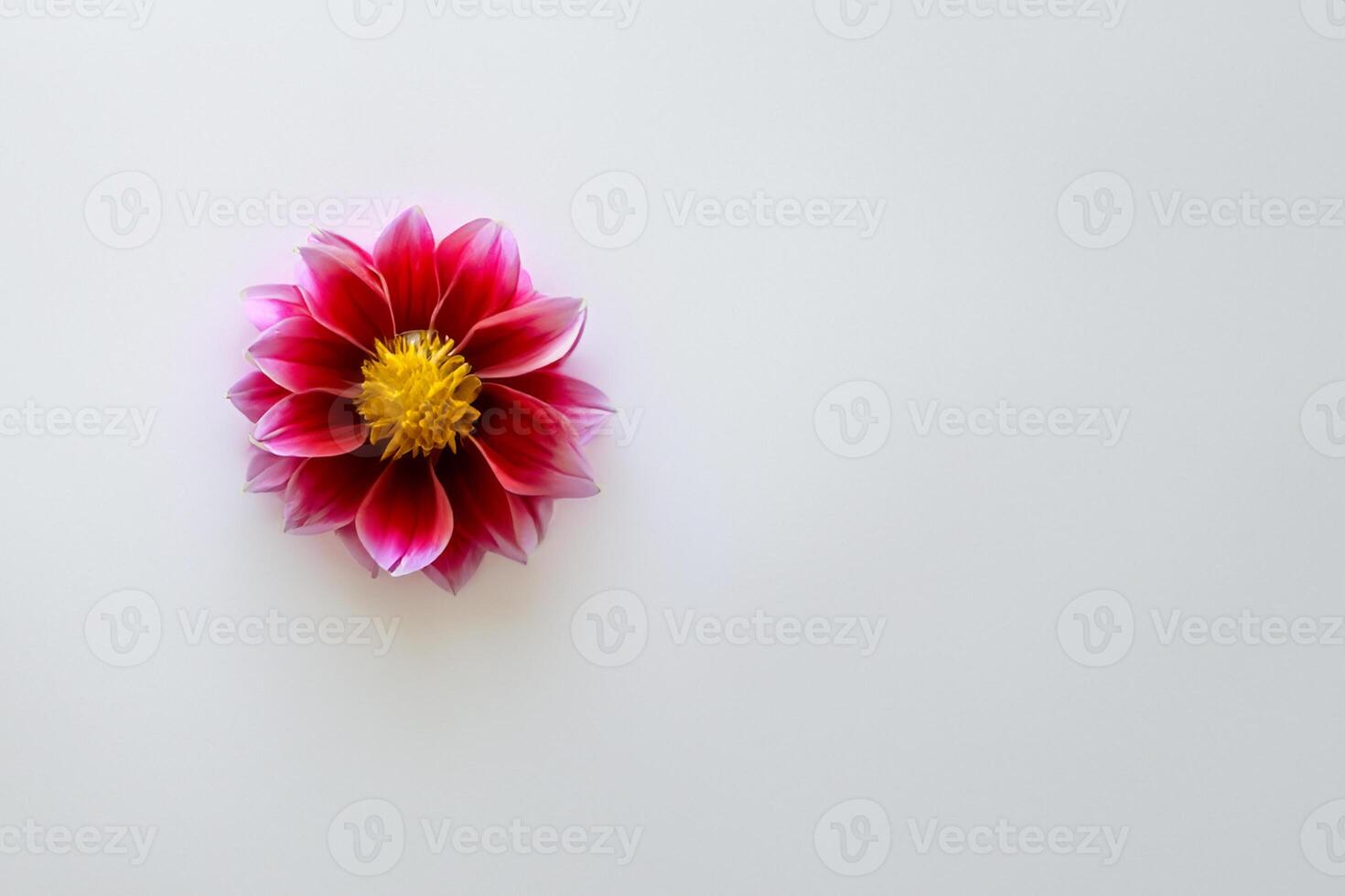 Cute Flower on White Background A Delicate Blossom in Serene Simplicity, Nature's Charming Creation photo