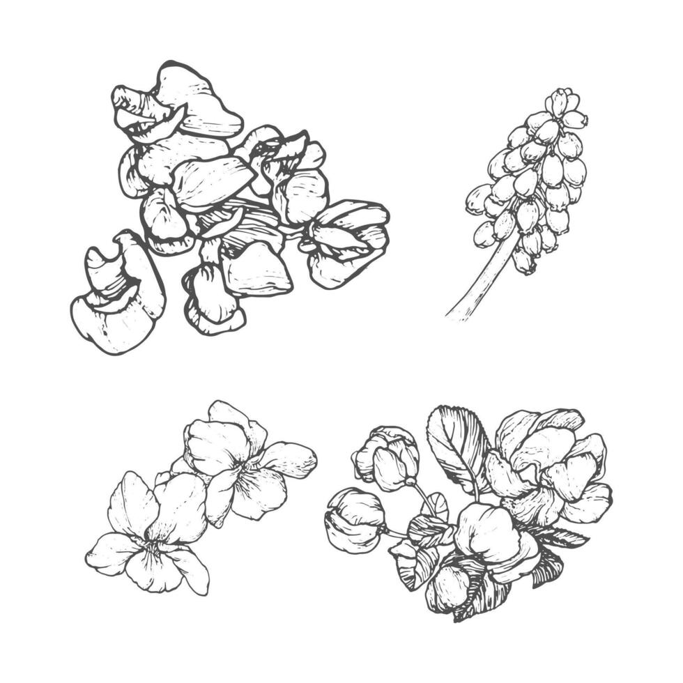 Spring flowers drawing with line-art on white background vector