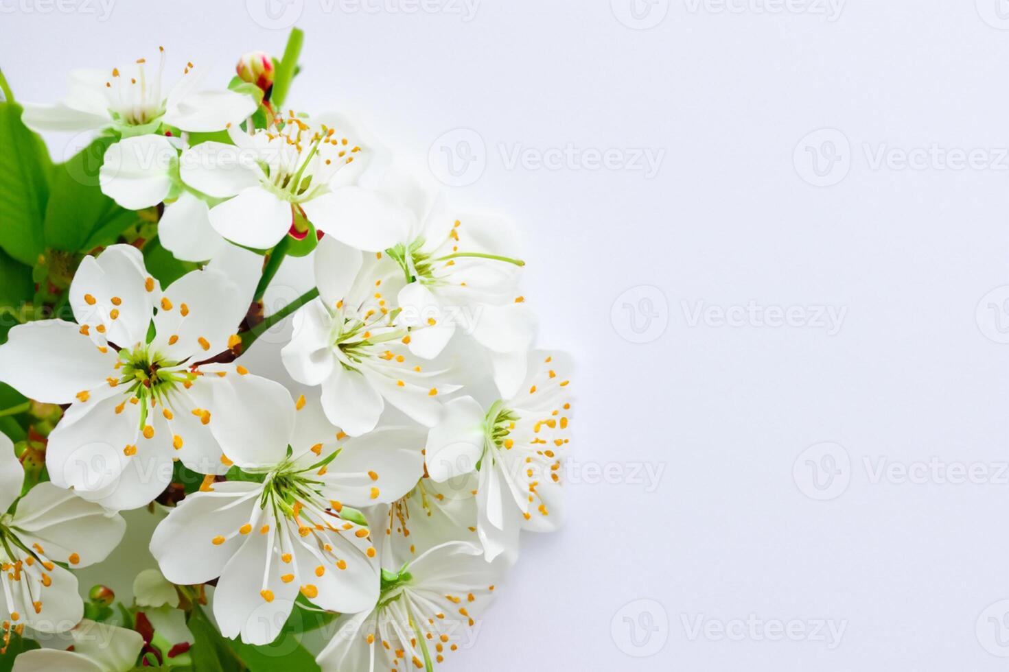 Ethereal Blossom Celebrating the Beauty of White Cherry Blossom, Nature's Delicate Floral Symphony photo