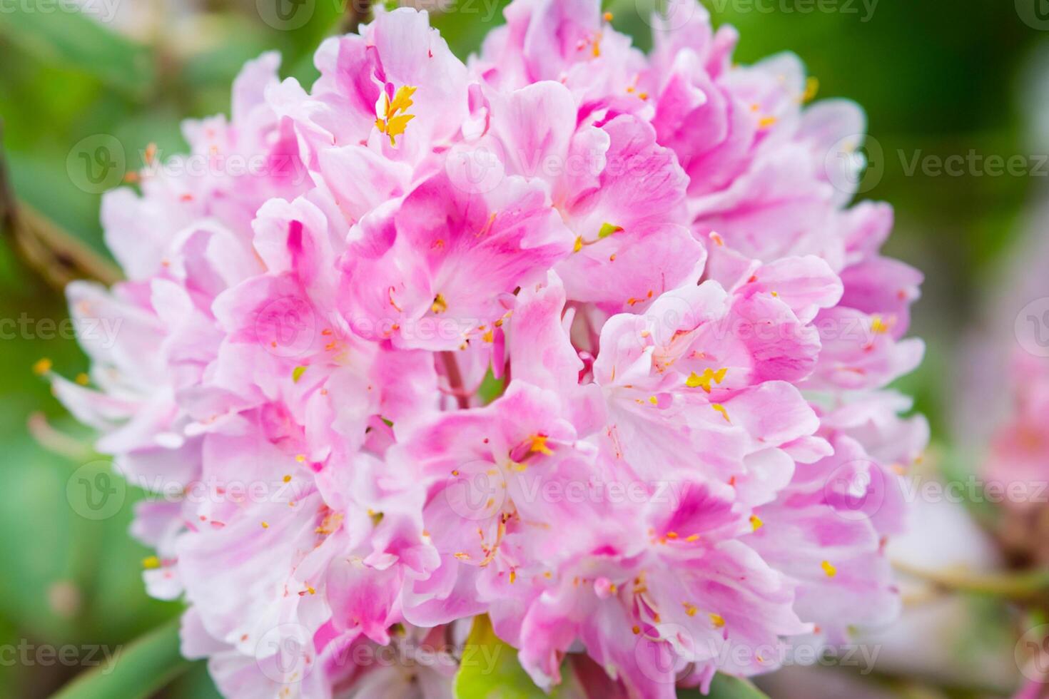 Beautiful Fresh Flower Background A Stunning Array of Blooms, Creating a Vibrant and Serene Atmosphere Perfect for Adding Elegance to Any Occasion or Decor photo