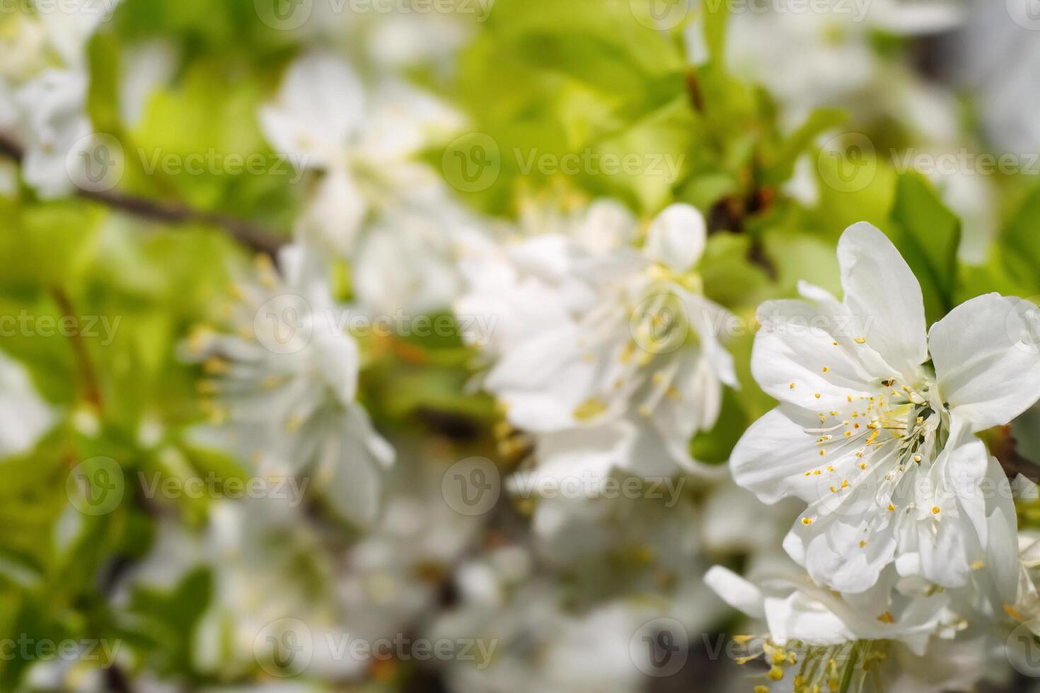 Beautiful Fresh Flower Background A Stunning Array of Blooms, Creating a Vibrant and Serene Atmosphere Perfect for Adding Elegance to Any Occasion or Decor photo