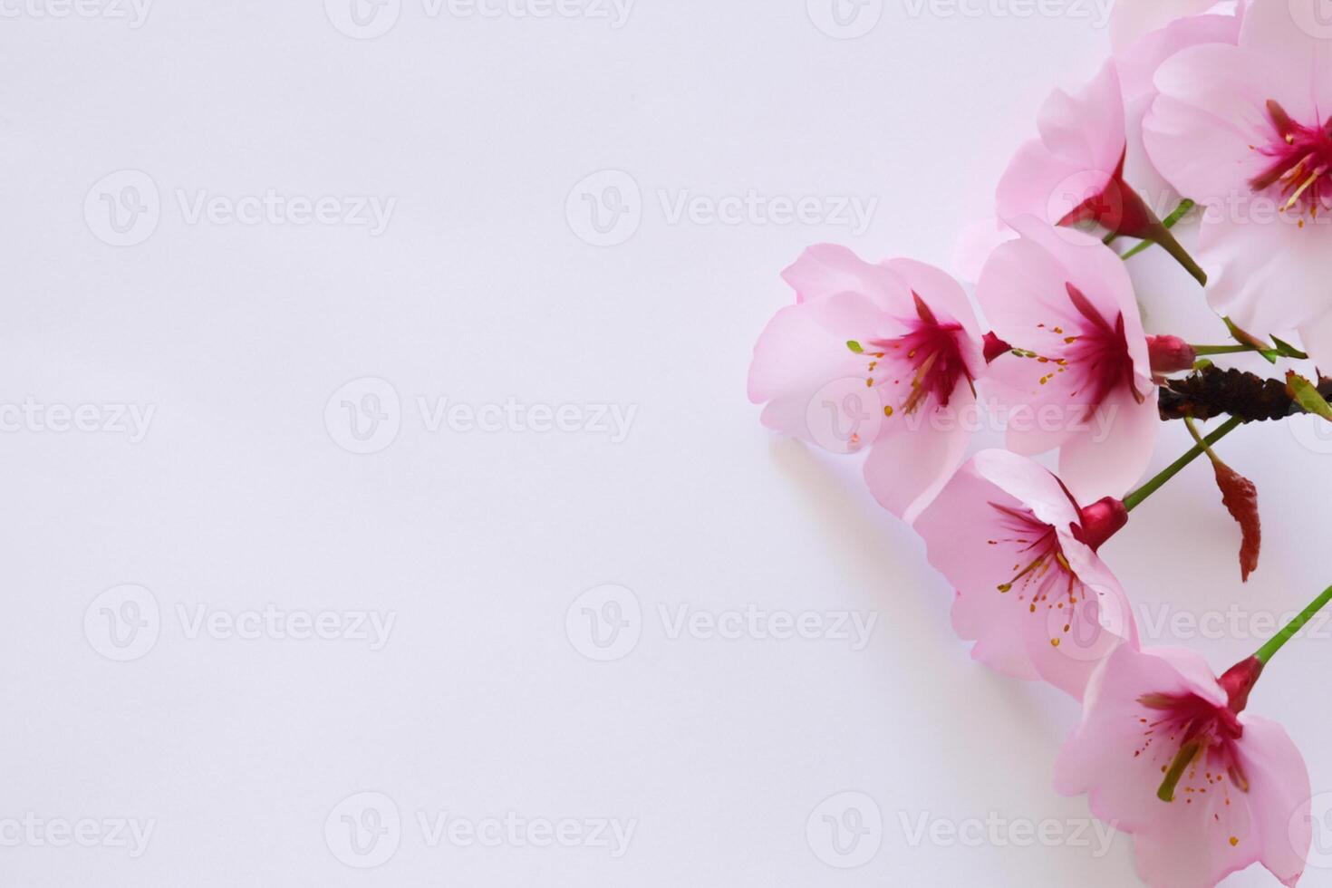 Graceful Harmony Beautiful Cherry Blossom on Blank Paper, Capturing Timeless Beauty and Serenity, Perfect for Artistic Presentations and Creative Projects photo