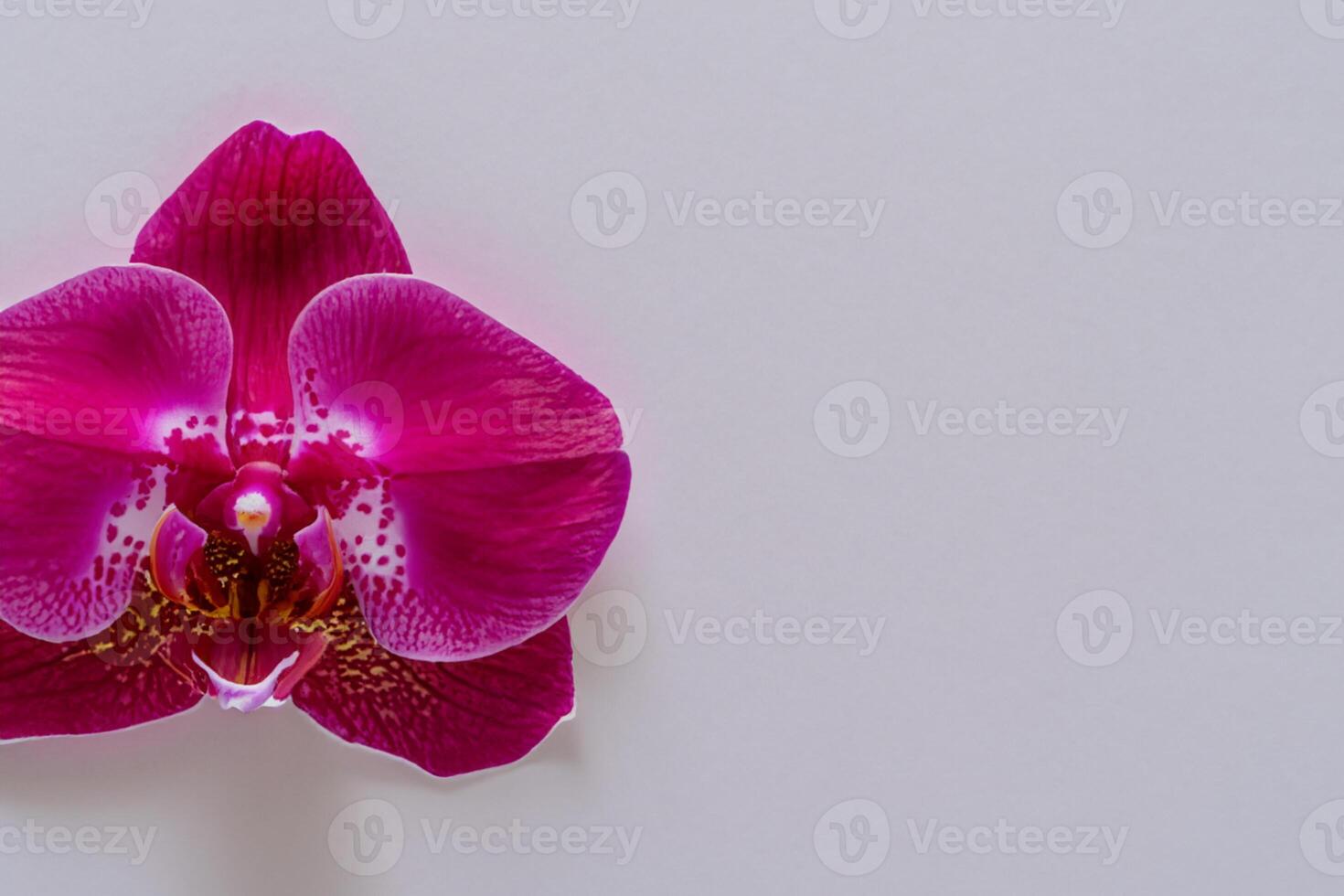 The mockup of a beautiful red orchid on blank paper showcases an elegant floral design, perfect for creative projects photo