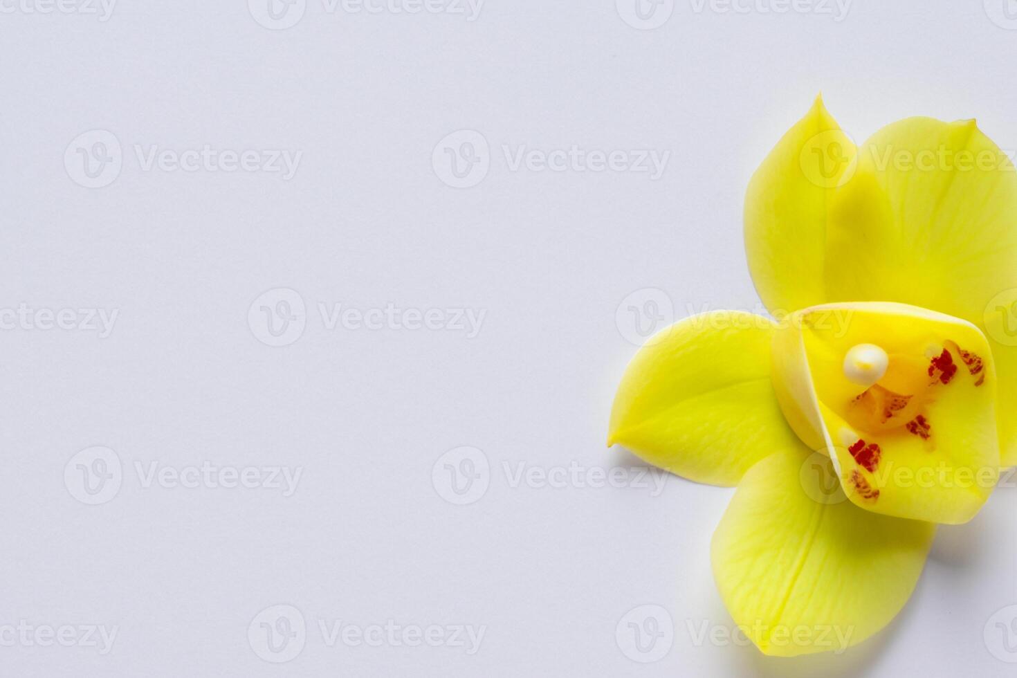 Radiant Splendor Mockup of Beautiful Yellow Orchid on Blank Paper, Perfect for Creative Projects and Artistic Presentations, Illuminating Natural Beauty and Grace photo