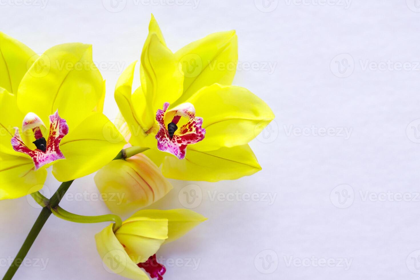 Radiant Splendor Mockup of Beautiful Yellow Orchid on Blank Paper, Perfect for Creative Projects and Artistic Presentations, Illuminating Natural Beauty and Grace photo