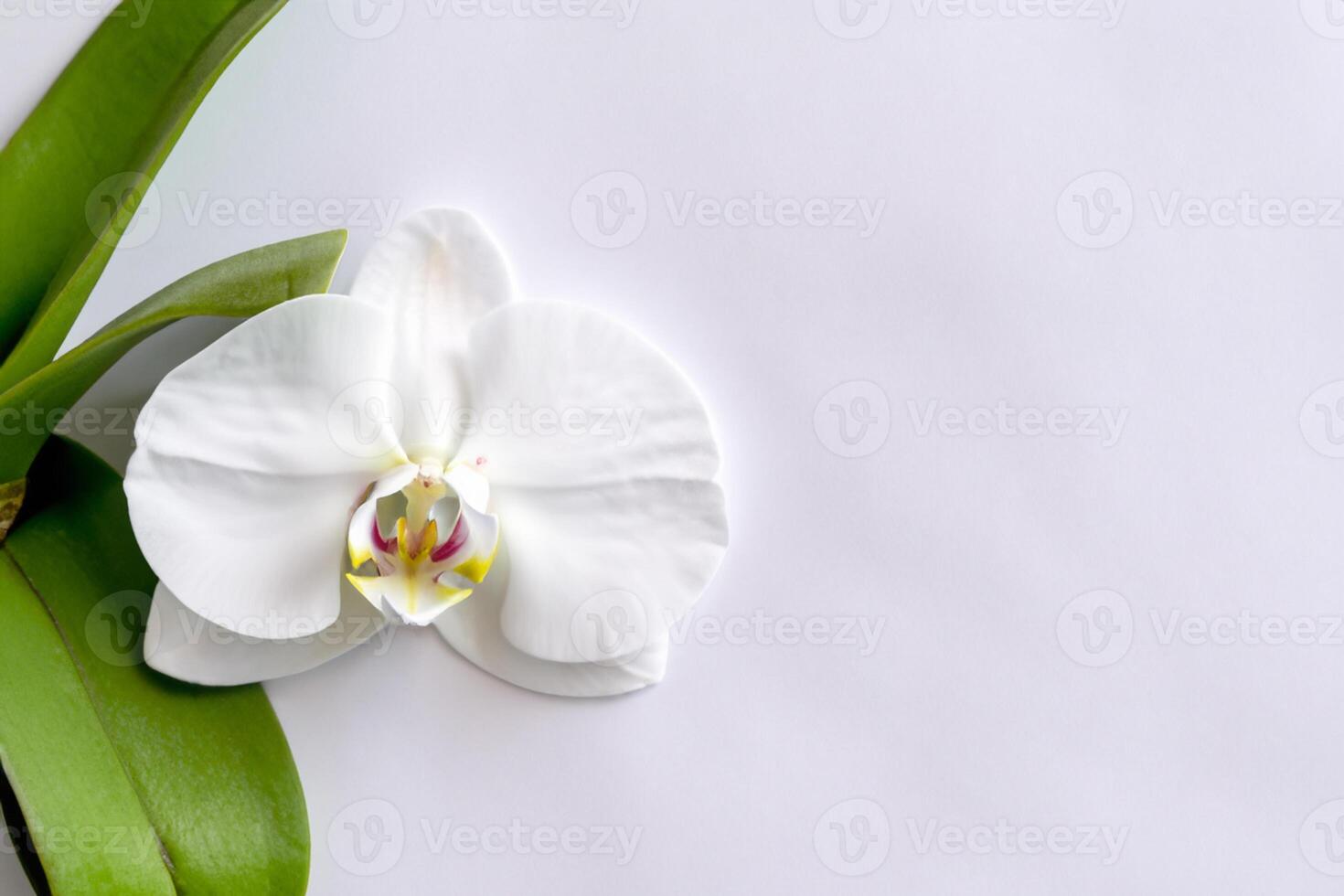 Ethereal Elegance Mockup of Beautiful White Orchid on Blank Paper, Ideal for Creative Projects and Artistic Presentations, Highlighting Natural Beauty and Grace photo