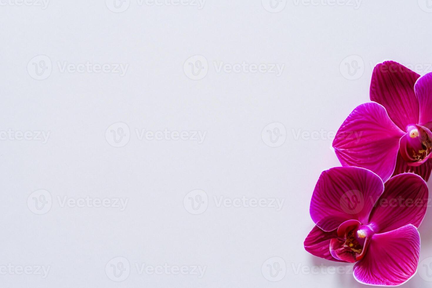 The mockup of a beautiful red orchid on blank paper showcases an elegant floral design, perfect for creative projects photo