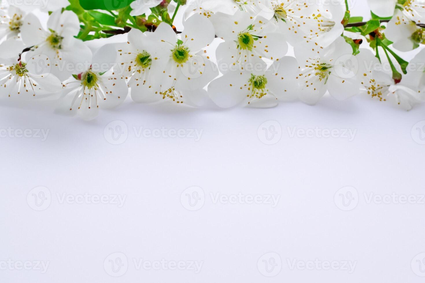 Ethereal Blossom Celebrating the Beauty of White Cherry Blossom, Nature's Delicate Floral Symphony photo