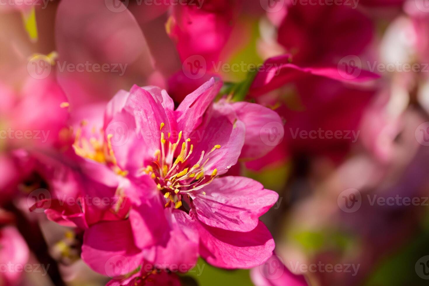 Beautiful Fresh Flower Background A Stunning Array of Blooms, Creating a Vibrant and Serene Atmosphere Perfect for Adding Elegance to Any Occasion or Decor photo