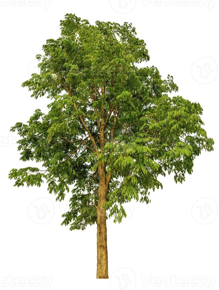 Lush Green Tree on White Background photo