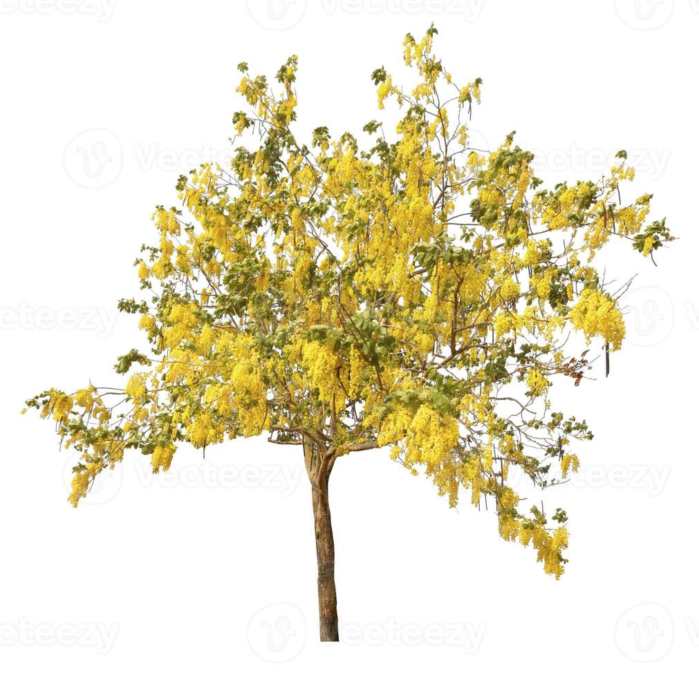 Golden Shower Tree Isolated On White Background photo