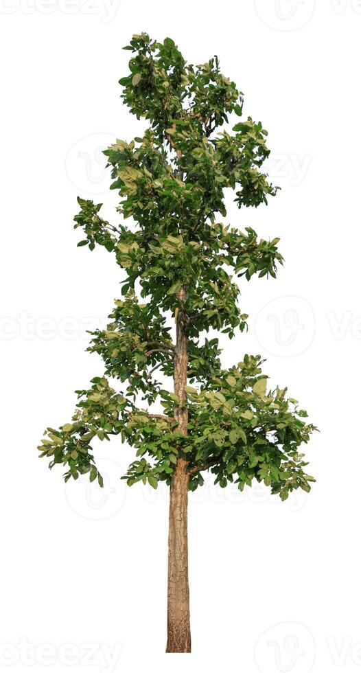 Isolated Tree on White Background photo