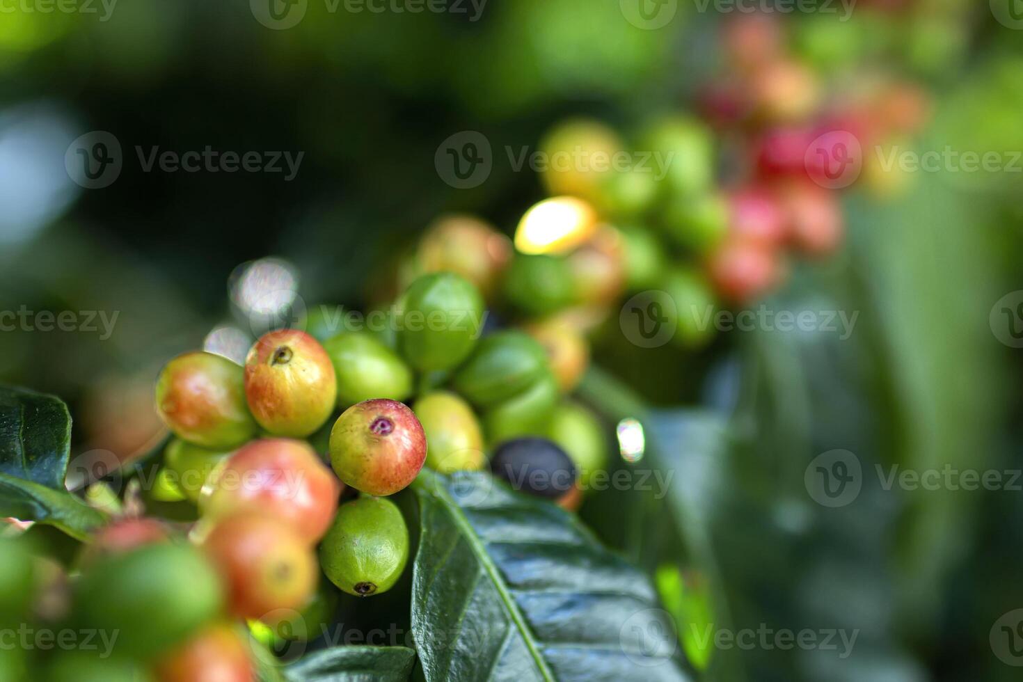 Close-up of Coffee Beans on a Branch photo