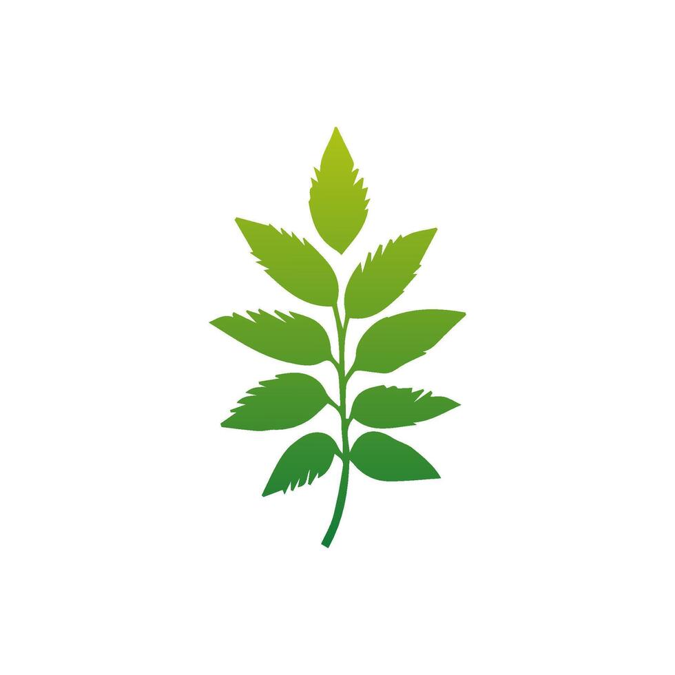 Green Tropical leaves isolated on white background. vector