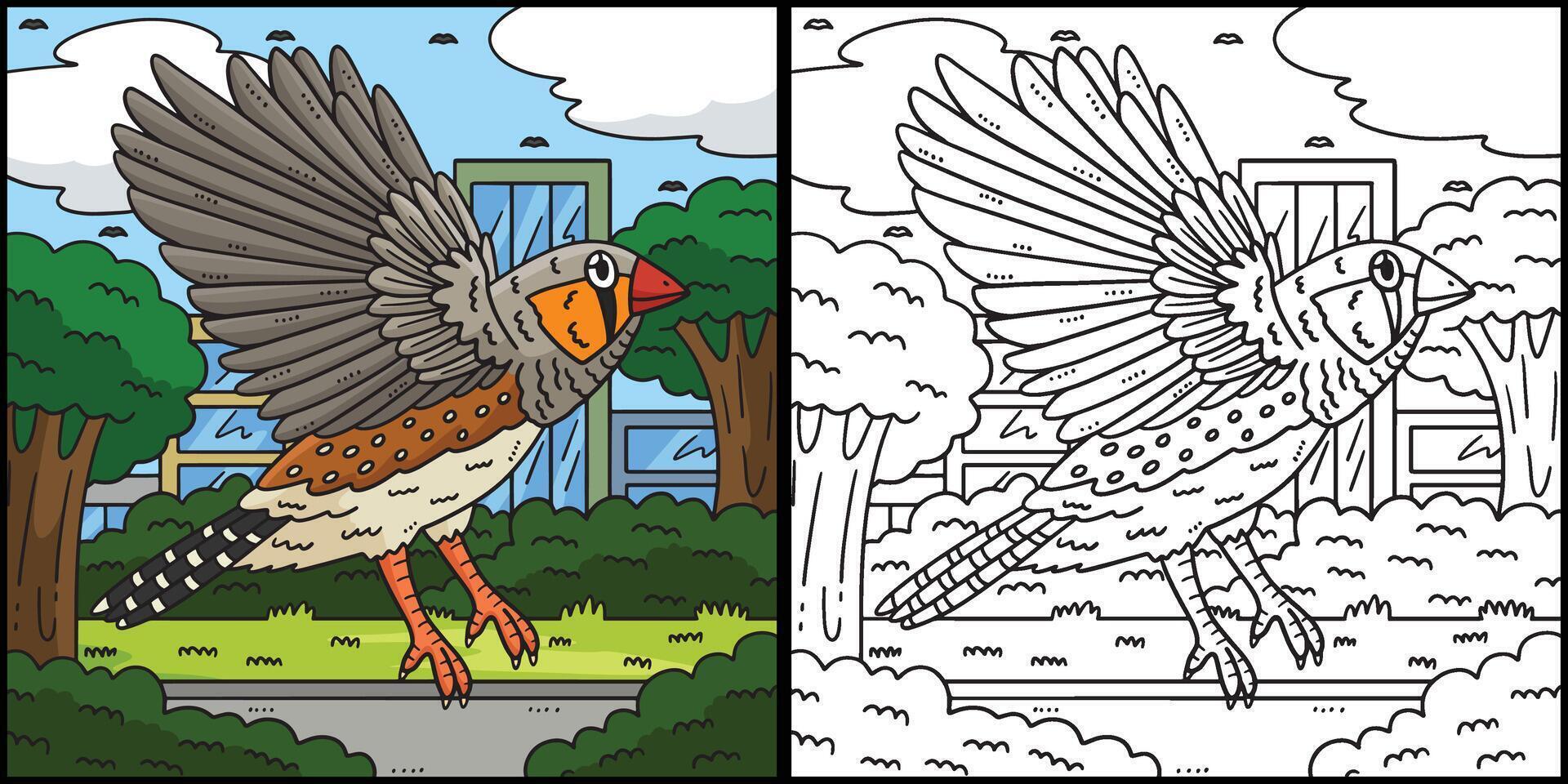 Finch Bird Coloring Page Colored Illustration vector