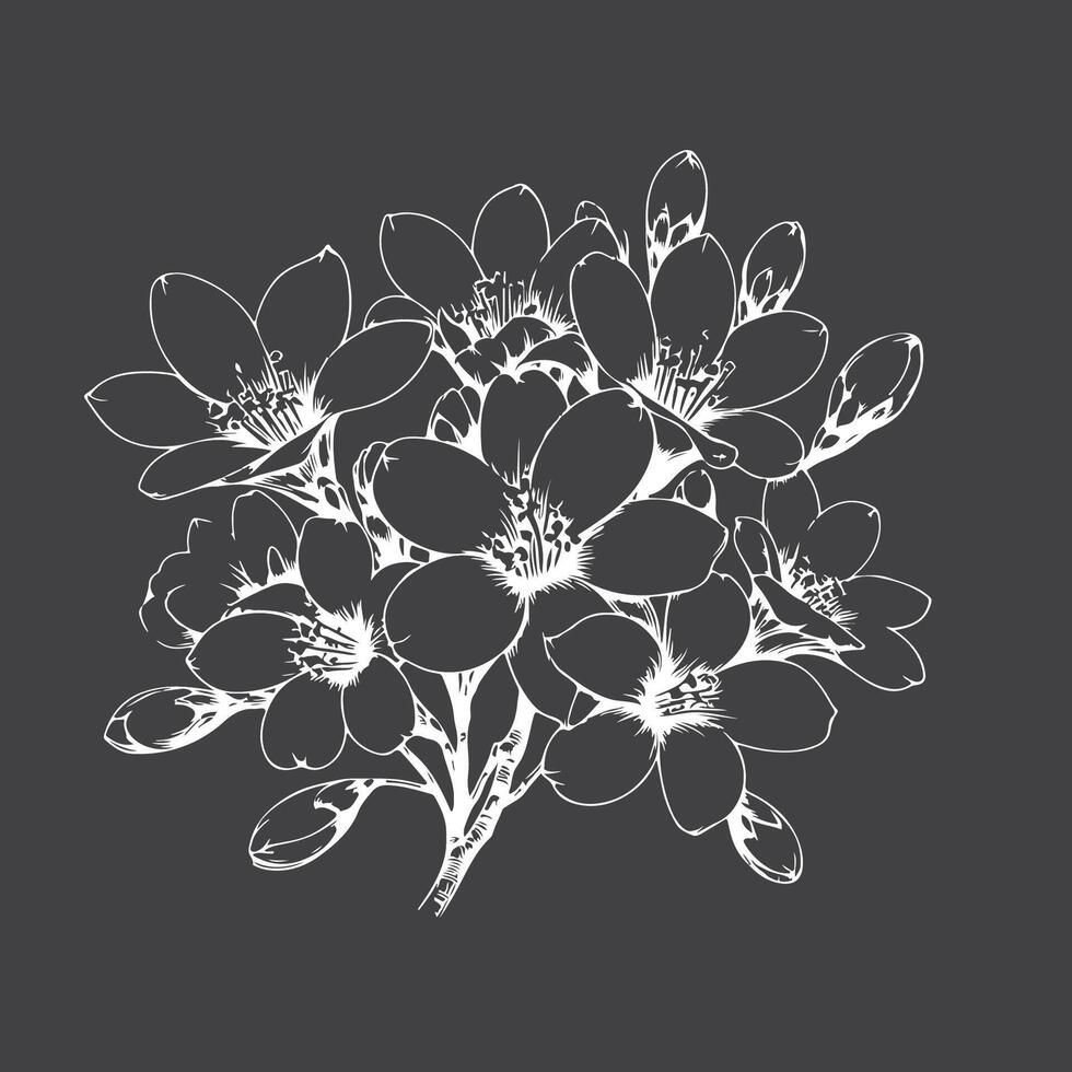 Tung Blossom Tung Flower vector