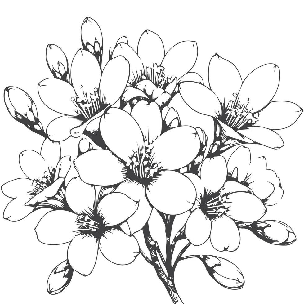 Tung Blossom Tung Flower vector
